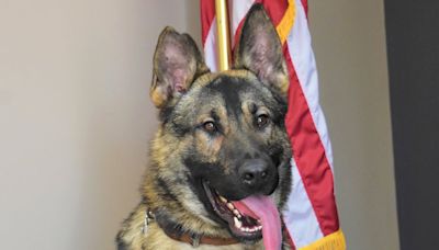 K9 Officer in Missouri Dies After Being Left in Hot Car Overnight, Death Under Investigation