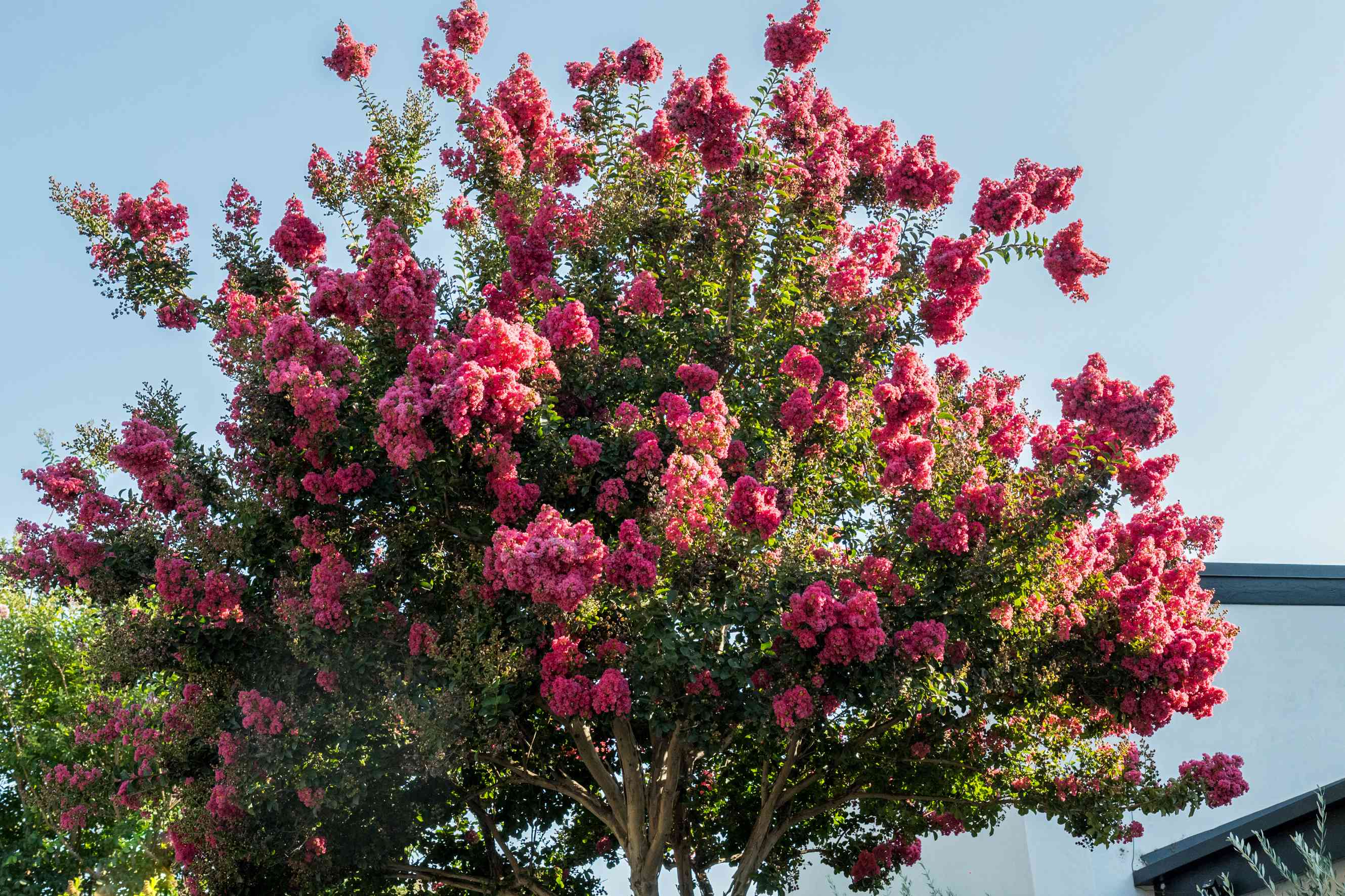 5 Reasons Your Crepe Myrtle Isn't Blooming and How to Fix it