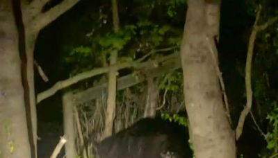 Black bear spotted in Upper Makefield. What to do if you encounter a bear