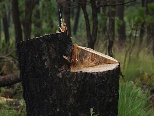 Qué son los bosques de agua y cuáles cambios necesita la ley para protegerlos en México