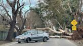 If a tree falls on your Sacramento property or roadway during a storm, who cleans it up?