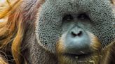 Zoo’s beloved orangutan dies following battle with heart disease