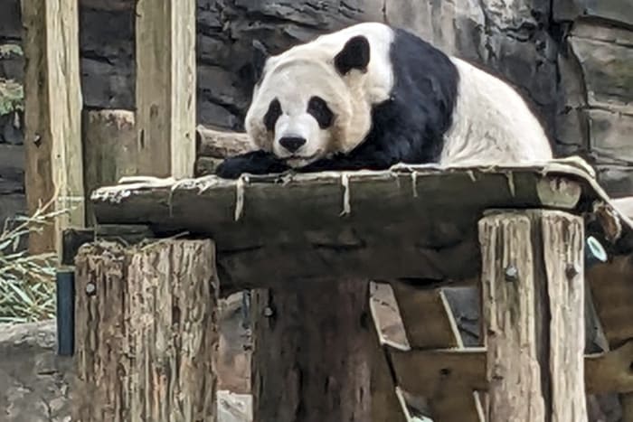 The last pandas at any US zoo are expected to leave Atlanta for China this fall