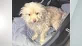 Dog found abandoned in Cumberland County, police looking for owner