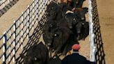 Volvió a caer el valor de la hacienda en el Mercado Agroganadero de Cañuelas