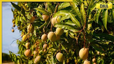 This billionaire is world's largest mango exporter, owns largest orchard with special connection to Mughal Emperor Akbar