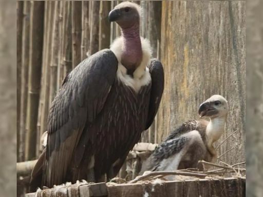 ‘Law needed to make it a must for firms to test veterinary drugs for vulture toxicity’