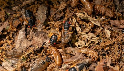 Surprisingly, cicada broods keep going extinct. Some experts are working to save them.