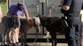 'Escape artist' mini horses back with Gerda's Equine Rescue