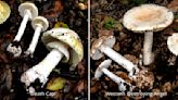 Toxic death cap, destroying angel mushrooms growing in East Bay parks