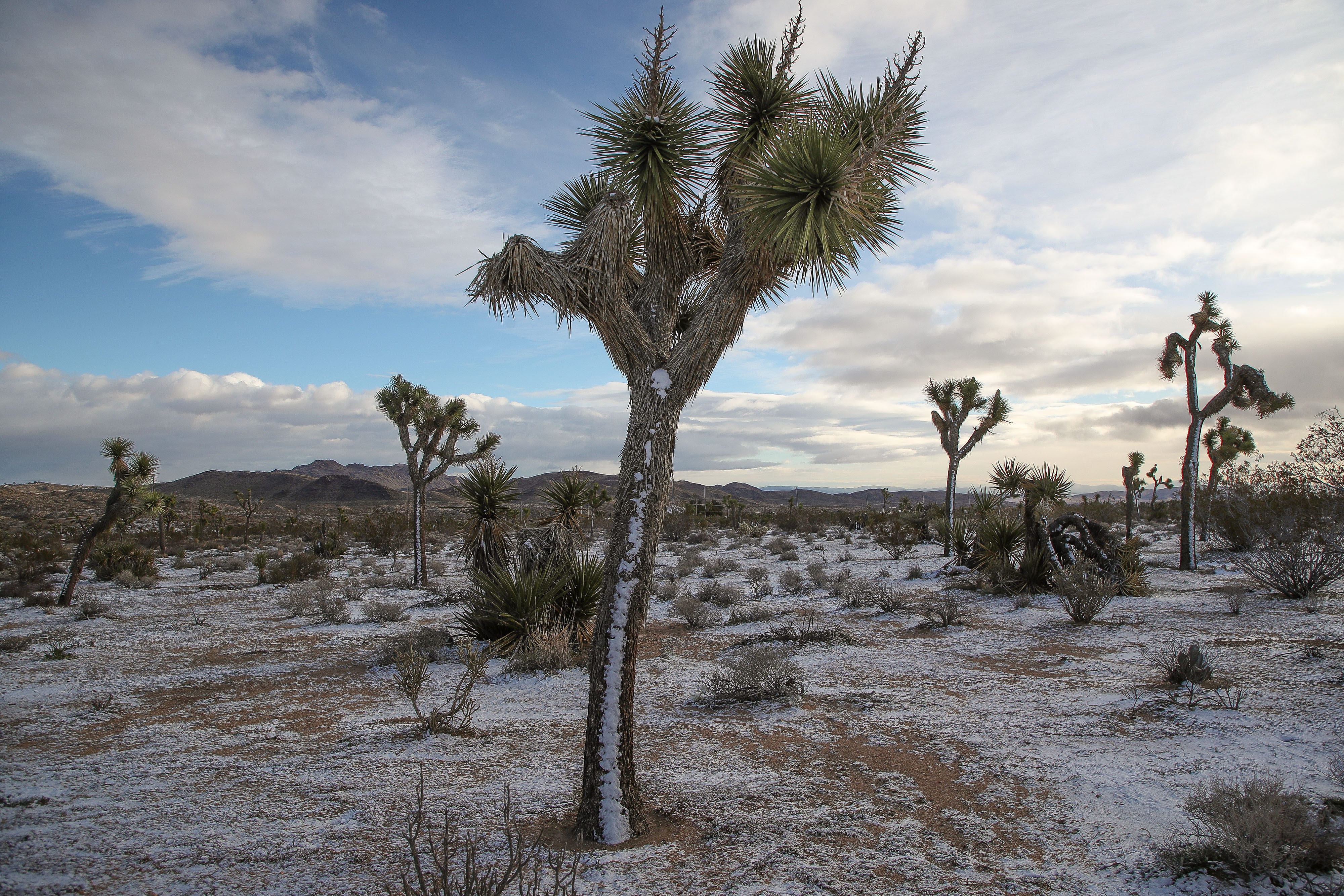 California protects its Joshua trees. A new bill could allow more to be cut down