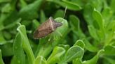 Why do stink bugs love Texas? Here’s how to get rid of them if they’re around your house