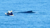 Videos capture kayakers and paddleboarder “recklessly” close to whale in Hawaii