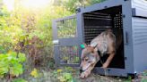 Isle Royale wolf population surges after nearly dying off