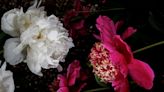 Peonies, sometimes called Memorial Day flowers, have 33 species | Lehigh Valley Nature Watch