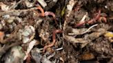 Feed kitchen scraps to worms? Stanislaus libraries will show how to enrich garden soil