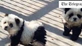 Pictured: Chinese zoo mocked for painting dogs to look like pandas