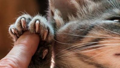 ¡Atención! Esto es lo que nunca debes hacer al cortar las uñas de tu gato: cómo hacerlo de correctamente