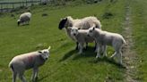 Farmers want tougher action for dog attacks on sheep