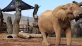 Zoo Knoxville places Tonka the elephant under hospice care