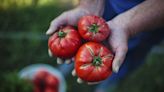 La agricultura ecológica crece en la Comunidad Valenciana: En Castellón representa Castellón el 24% de la superficie certificada