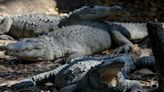 Teenager attacked by crocodile during flood evacuations in Australia