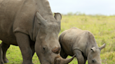 Indianapolis Zoo Announces the Birth of Their Very First White Rhino Calf