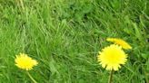 Leave the lawn alone for 'No Mow May' in order to let wildflowers and weeds bloom