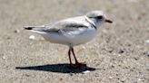 Piping plovers are in trouble, but there's some good news