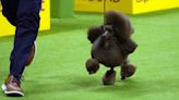 Russia makes key gains around Kharkiv and Sage the miniature poodle wins best in show: Morning Rundown