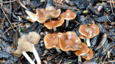 Utah researchers conduct largest diversity study of ‘magic mushrooms’