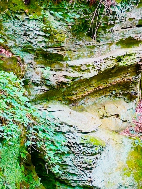 A Hiker's Path: Back home in Indiana's Canyon Forest Nature Preserve