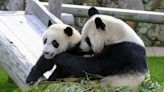 How has China's panda diplomacy evolved and where are its stars now?