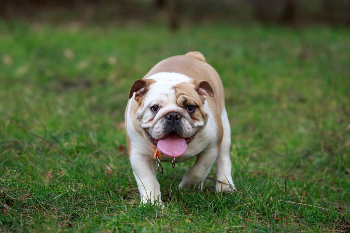 English Bulldog and Labrador Are Sweetest Buddies to Neighborhood Cat