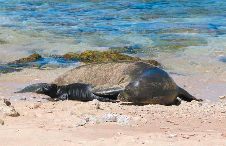 First recorded monk seal birth happens at Sand Island on O‘ahu | News, Sports, Jobs - Maui News