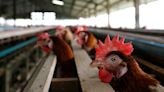 First case of bird flu found in Michigan farmworker, says MDHHS