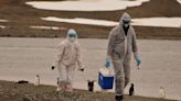 聯合國：亞太地區禽流感個案上升「令人震驚」 呼籲聯手應對