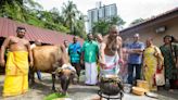 Sentul temple offers thanksgiving to cows on Maatu Pongal