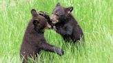 Orphaned Black Bear Cub Siblings Released Back Into Wild in Touching Video