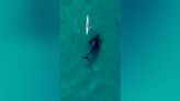 Curious whale follows kayak as Australia revels in bumper annual humpback count
