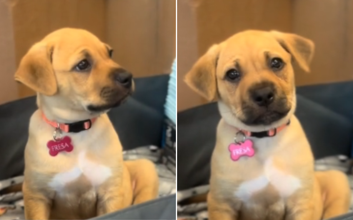 Puppy dumped in bag with sister looks on heartbroken as sibling is adopted