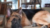 German's Shepherd's Terrified Face Over the Family Cat Is Priceless