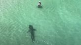 Watch: Swimmer spots drone but not approaching tiger shark