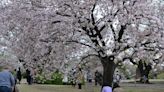 Cherry blossoms – celebrated in Japan for centuries and gifted to Americans – are an appreciation of impermanence and spring