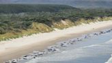 Almost 200 whales have died on a beach in Tasmania, and one photo shows the scale of the mass stranding