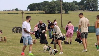 Massive dog festival coming to Midlothian with demonstrations and activities