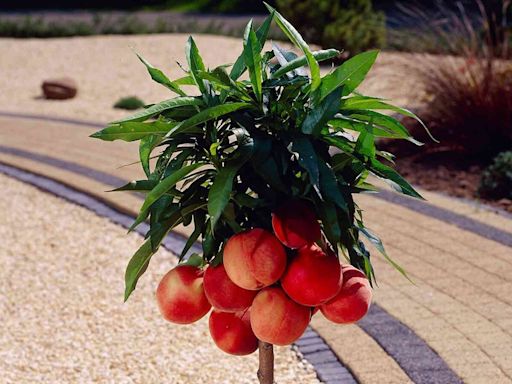 Stumped on Mom's Birthday? We've Got 51 Unique Ideas — Like This Patio Peach Tree