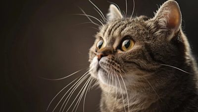El complicado lenguaje felino: descifrando cómo “hablan” los gatos