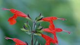 CHARLES REYNOLDS: Native Salvia fends for itself