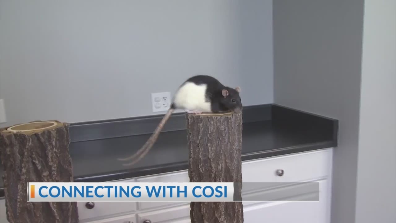 Connecting with COSI: Rat all-stars learn new skill